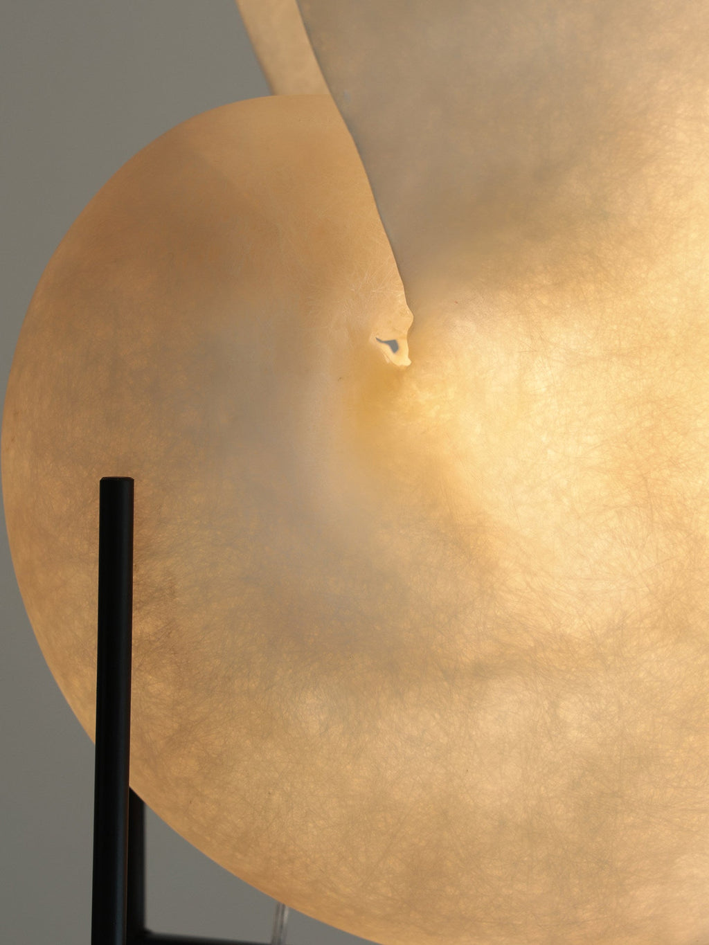Conch Bloom Lamp