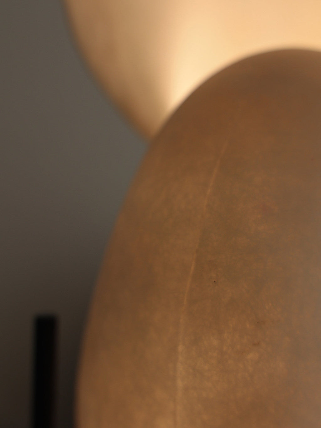Conch Bloom Lamp
